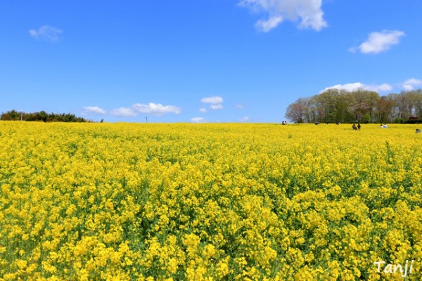 眩しいナノハナ畑 三本木ひまわりの丘 仙台人が仙台観光をしているブログ