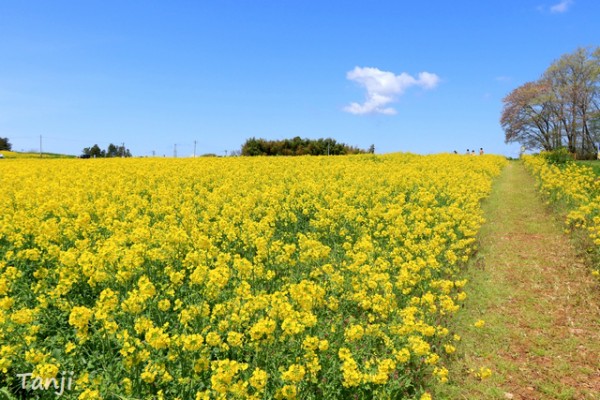 眩しいナノハナ畑 三本木ひまわりの丘 仙台人が仙台観光をしているブログ