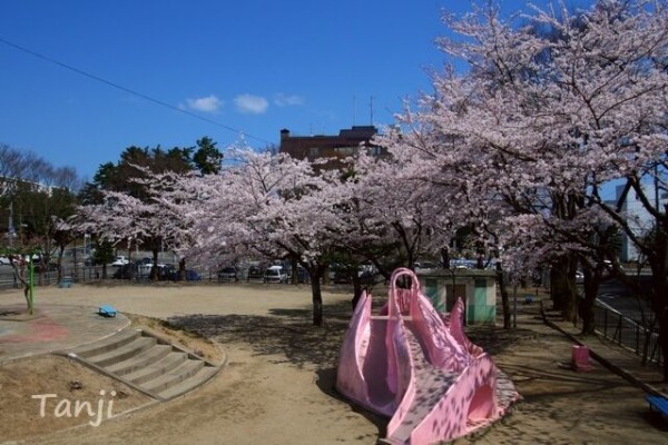 桜 多賀城市 市役所公園の桜 宮城県の桜022 仙台人が仙台観光をしているブログ