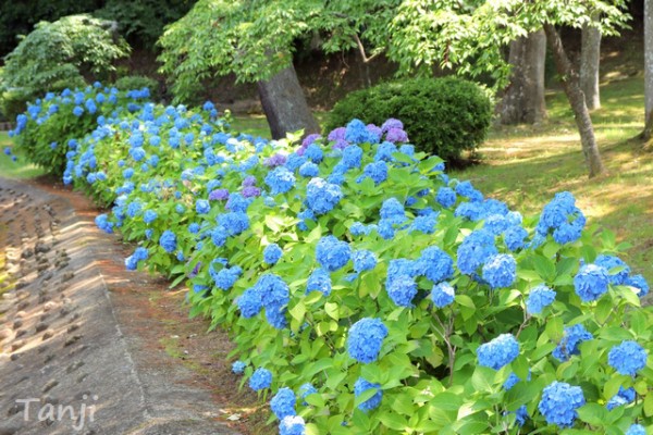 台山公園 に咲くアジサイの花 宮城県角田市 仙台人が仙台観光をしているブログ
