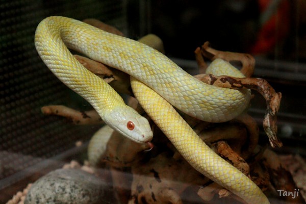 【白蛇企画】 賽銭箱に乗る白蛇様 - Picture of Owl Shrine, Asakusa - Tripadvisor