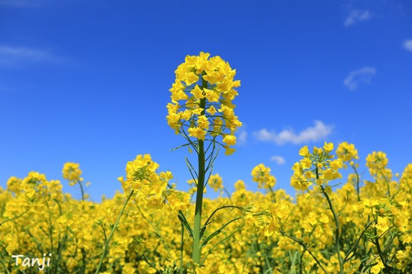 眩しいナノハナ畑 三本木ひまわりの丘 仙台人が仙台観光をしているブログ
