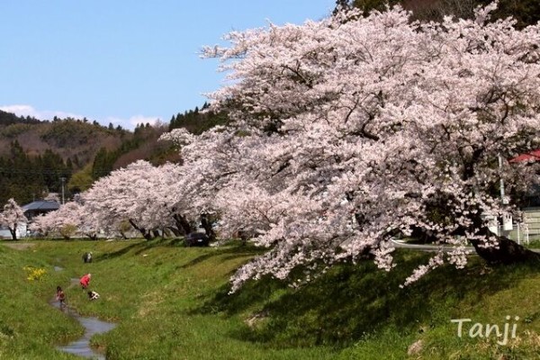 桜並木 BEV-300-125 風景 富士と潤井川の桜並木 300ピース ビバリー の
