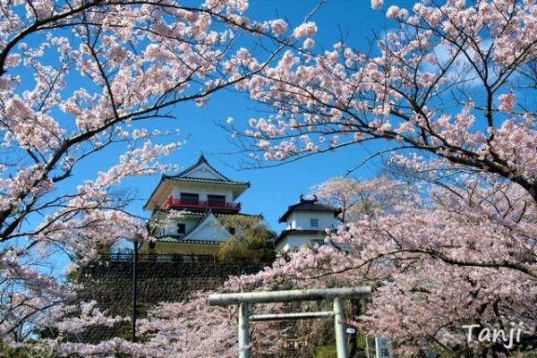 桜 涌谷町 城山公園 涌谷城跡 宮城県の桜043 仙台人が仙台観光をしているブログ