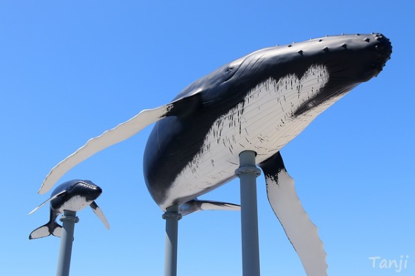 木彫りのクジラ 牡鹿半島 鮎川港 鯨友会推薦品 わざとらしく