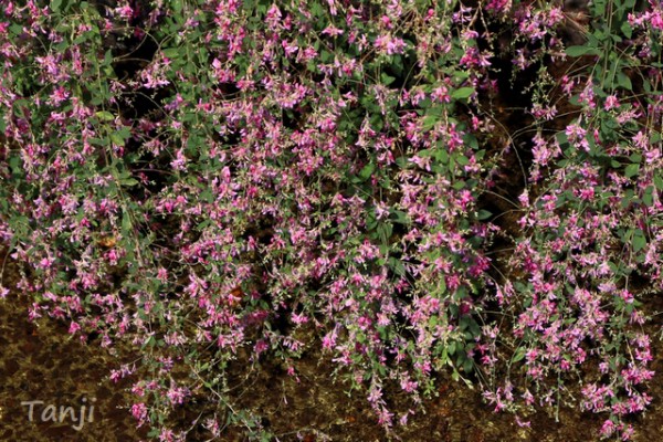 ハギの花 萩野町 高砂掘の 萩公園 仙台人が仙台観光をしているブログ