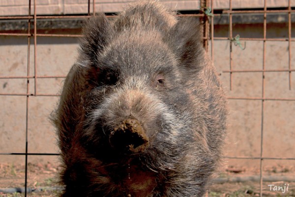 坪沼八幡神社の【イノシシのうめちゃん】宮城県仙台市 : 仙台人が仙台
