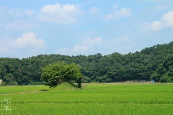 手樽公園近くの田んぼの風景 仙台人が仙台観光をしているブログ