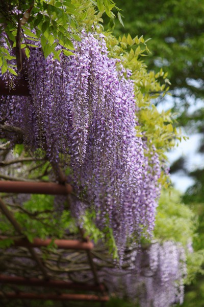 五輪堂山公園と藤の花 仙台人が仙台観光をしているブログ