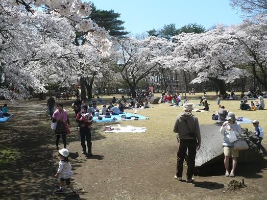 黒磯公園に桜を見に行く 丹醸 スペペ 飲料マニアと雑学帝王