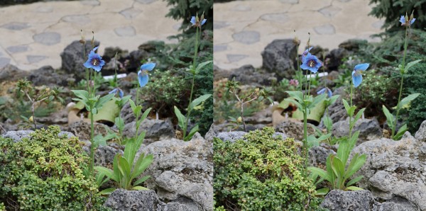 3d 咲くやこの花館 4 高山植物室 発想法 情報処理と問題解決