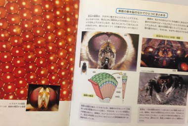さまざまな種類の人間の目