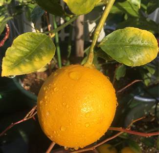 グランドレモンの収穫とレモンティー プランター菜園をやってみよう 会社の屋上 で 収穫を目指す 会社員の熱き戦い