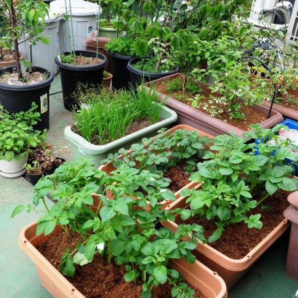 クレソンの間引き プランター菜園をやってみよう 会社の屋上 で 収穫を目指す 会社員の熱き戦い