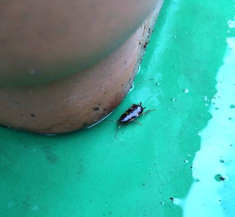 閲覧注意 素早く動く真っ黒いあの虫の対処法は プランター菜園をやってみよう 会社の屋上 で 収穫を目指す 会社員の熱き戦い