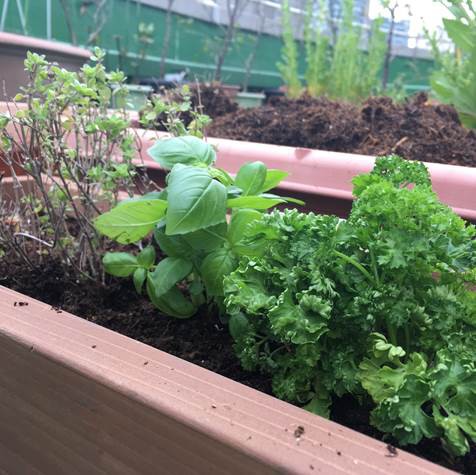 アスパラガスの収獲遅れに注意 プランター菜園をやってみよう 会社の屋上 で 収穫を目指す 会社員の熱き戦い