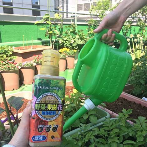 アブラムシが付きやすい発芽後 おすすめ予防法は プランター菜園をやってみよう 会社の屋上 で 収穫を目指す 会社員の熱き戦い