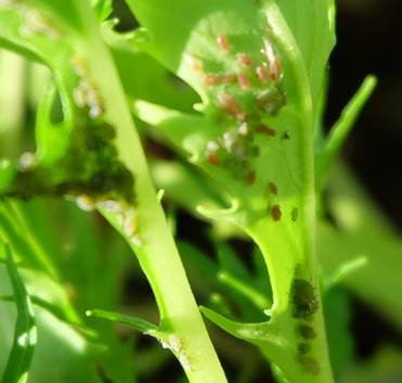 閲覧注意 アブラムシから野菜をまもる救世主は プランター菜園をやってみよう 会社の屋上 で 収穫を目指す 会社員の熱き戦い