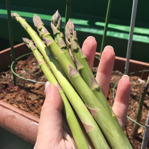 アスパラガスの収獲遅れに注意 プランター菜園をやってみよう 会社の屋上 で 収穫を目指す 会社員の熱き戦い