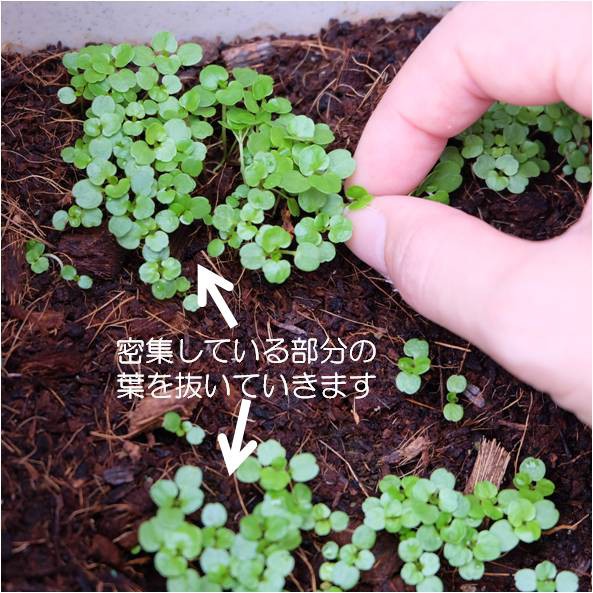クレソンの間引き プランター菜園をやってみよう 会社の屋上 で 収穫を目指す 会社員の熱き戦い