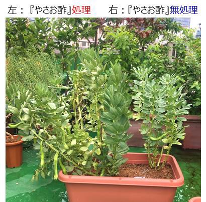 やさお酢 散布でソラマメ収穫量が大幅up プランター菜園をやってみよう 会社の屋上 で 収穫を目指す 会社員の熱き戦い