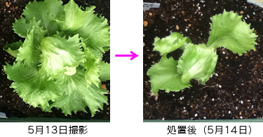 レタスにハモグリバエ侵入 プランター菜園をやってみよう 会社の屋上 で 収穫を目指す 会社員の熱き戦い