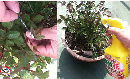 害虫対策をしよう プランター菜園をやってみよう 会社の屋上 で 収穫を目指す 会社員の熱き戦い