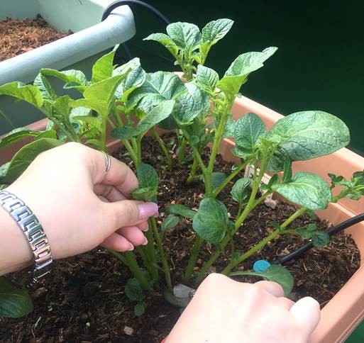 大きなじゃがいもを育てるために必要な 芽かき とは プランター菜園をやってみよう 会社の屋上 で 収穫を目指す 会社員の熱き戦い