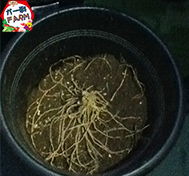 疑問解消 アスパラガスの栽培方法 プランター編 プランター菜園をやってみよう 会社の屋上 で 収穫を目指す 会社員の熱き戦い