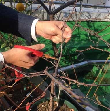 プラムの木の剪定と防鳥ネット プランター菜園をやってみよう 会社の屋上 で 収穫を目指す 会社員の熱き戦い