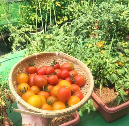 ミニトマト5種の収穫と水菜の間引き プランター菜園をやってみよう 会社の屋上 で 収穫を目指す 会社員の熱き戦い