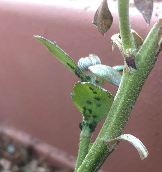 菊 キク にアブラムシが発生したときの対処法は プランター菜園をやってみよう 会社の屋上 で 収穫を目指す 会社員の熱き戦い