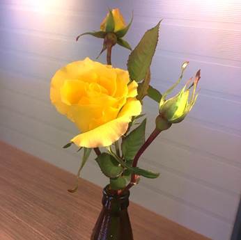 バラの冬剪定 切り花延命剤 プランター菜園をやってみよう 会社の屋上 で 収穫を目指す 会社員の熱き戦い