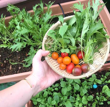 野菜の間引きは大胆に バラの夏剪定は控えめに プランター菜園をやってみよう 会社の屋上 で 収穫を目指す 会社員の熱き戦い