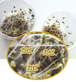 朝顔 スプラウト 週明けの屋上の様子 プランター菜園をやってみよう 会社の屋上 で 収穫を目指す 会社員の熱き戦い