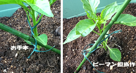 トマト パプリカ ピーマンの植え付け プランター菜園をやってみよう 会社の屋上 で 収穫を目指す 会社員の熱き戦い