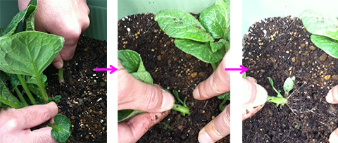 じゃがいもの芽かきと害虫対策 プランター菜園をやってみよう 会社の屋上 で 収穫を目指す 会社員の熱き戦い