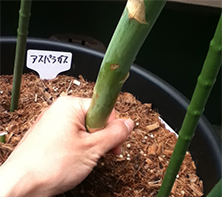 メロン スイカの摘心 プランター菜園をやってみよう 会社の屋上 で 収穫を目指す 会社員の熱き戦い