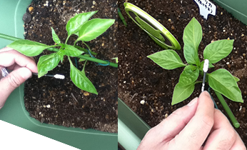 害虫対策をしよう プランター菜園をやってみよう 会社の屋上 で 収穫を目指す 会社員の熱き戦い