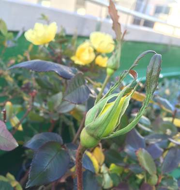 バラの開花とイチゴの葉の変色 プランター菜園をやってみよう 会社の屋上 で 収穫を目指す 会社員の熱き戦い