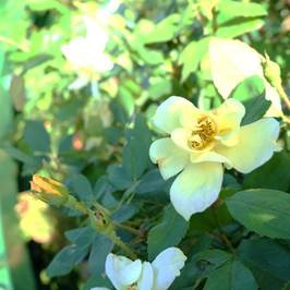 バラの収穫と花がら摘み プランター菜園をやってみよう 会社の屋上 で 収穫を目指す 会社員の熱き戦い
