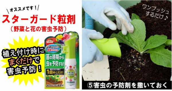 秋植え野菜 白菜 プランター菜園をやってみよう 会社の屋上 で 収穫を目指す 会社員の熱き戦い