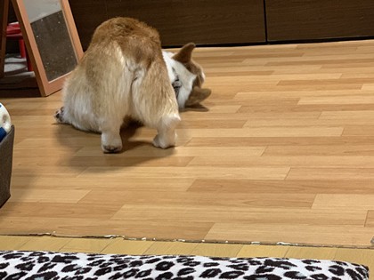 行き倒れ 嗚呼 短足動物園 Powered By ライブドアブログ