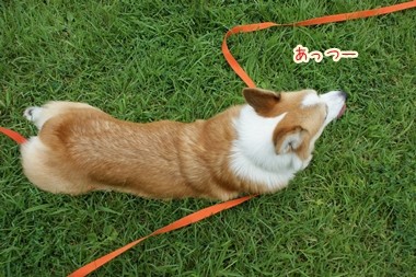 公園デビュー 嗚呼 短足動物園 Powered By ライブドアブログ