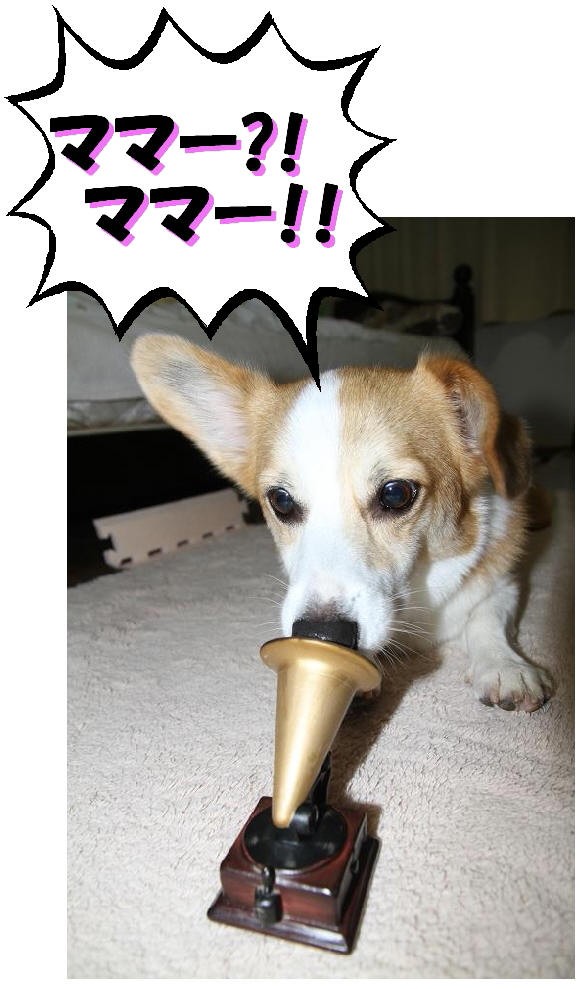 蓄音機に耳を傾けている犬