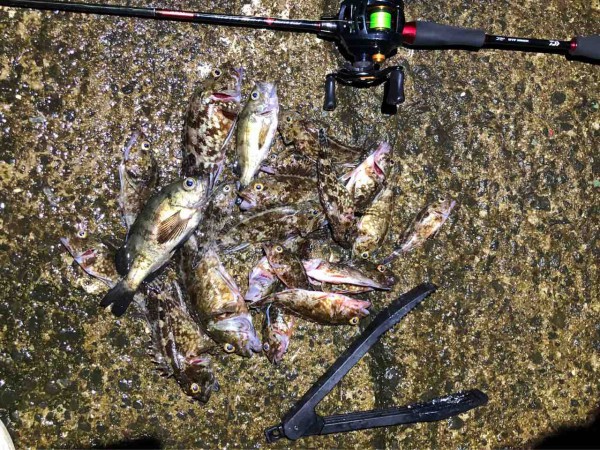 ベイトフィネスでアラカブ釣り たんたんた ん 長崎でルアー釣り
