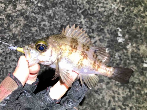 大村湾メバルの数釣り たんたんた ん 長崎でルアー釣り