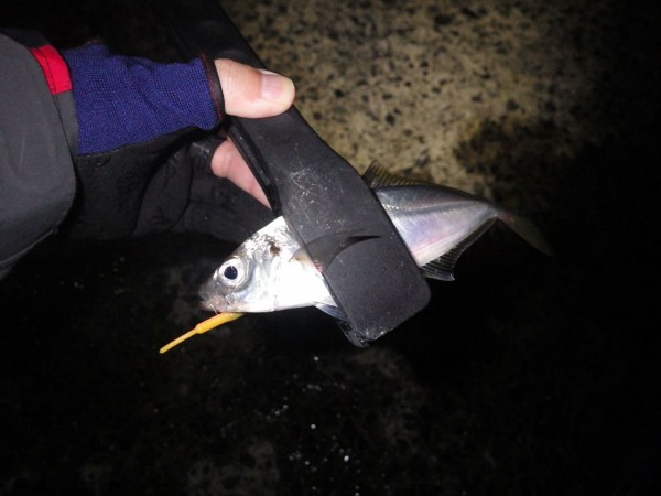 海が荒れないとメバルも厳しい 青メバル23cm たんたんた ん 長崎でルアー釣り