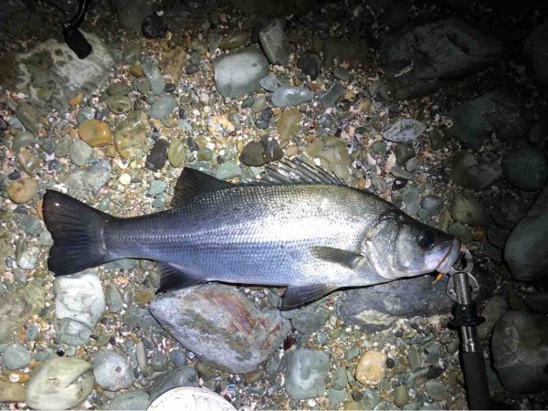 メバルが本命 ヒラスズキは釣れる たんたんた ん 長崎でルアー釣り