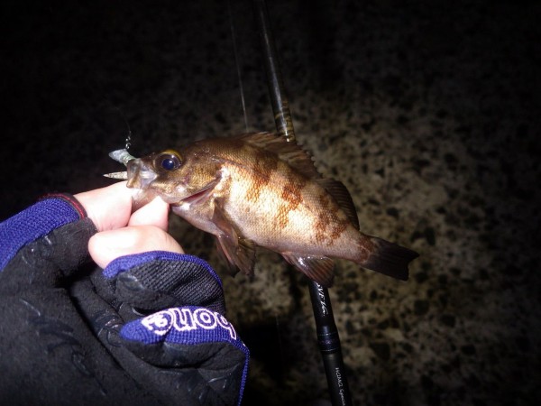 海が荒れないとメバルも厳しい 青メバル23cm たんたんた ん 長崎でルアー釣り